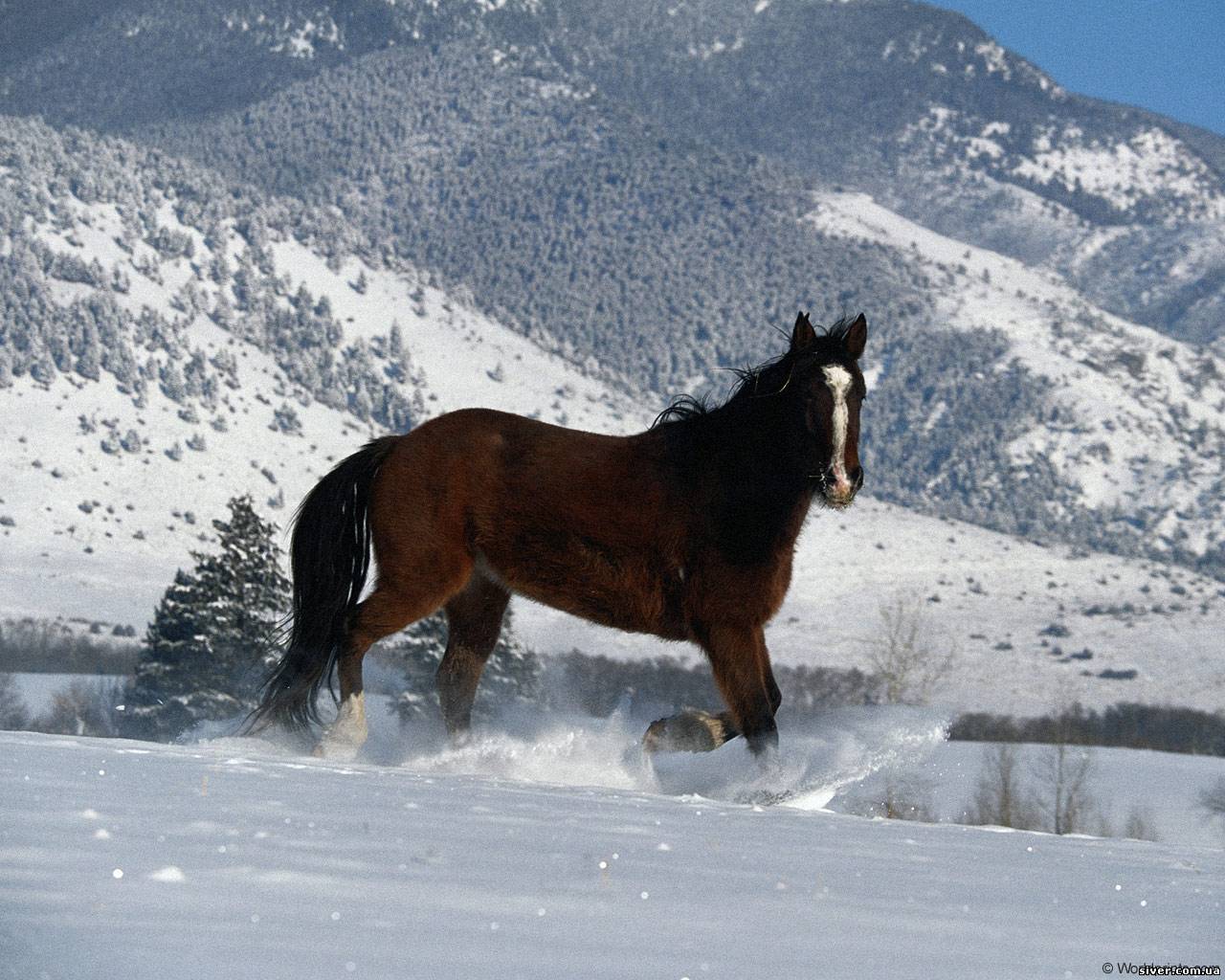 На коне в снегу. Лошади в снегу. Снежный конь. Лошади в горах. Лошади зимой.